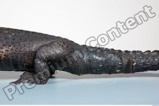 Crocodile body photo reference 0004